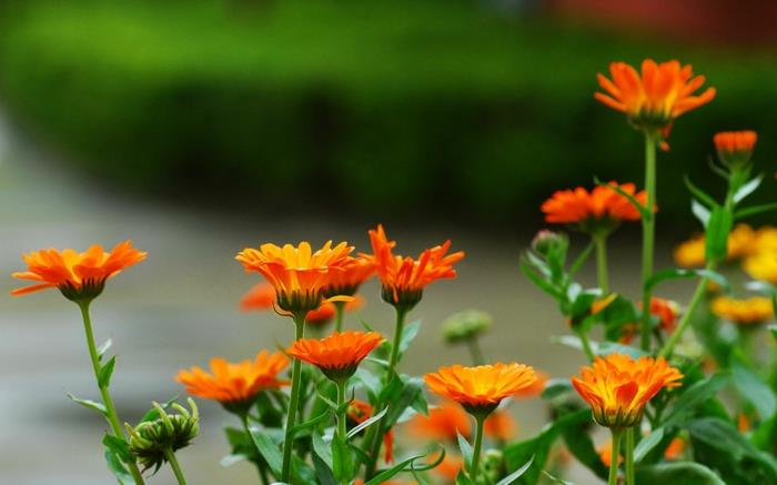 κήπος ομορφύνουν καλοκαιρινά λουλούδια κήπος κατιφέδες πορτοκαλί