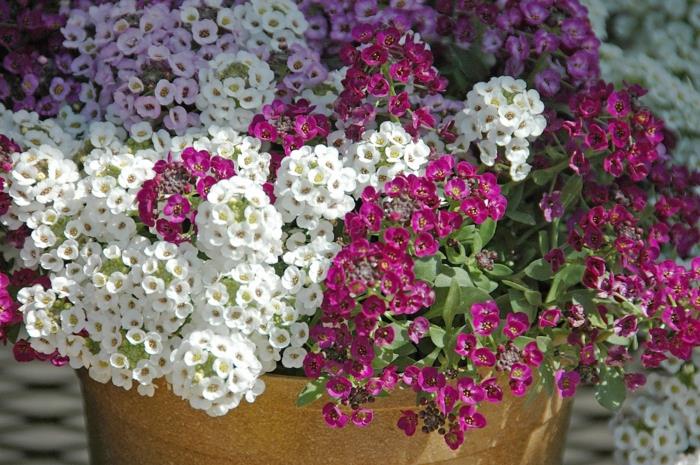Ομορφύνετε τον κήπο καλοκαιρινά λουλούδια πέτρα βότανα ανθοδοχείο