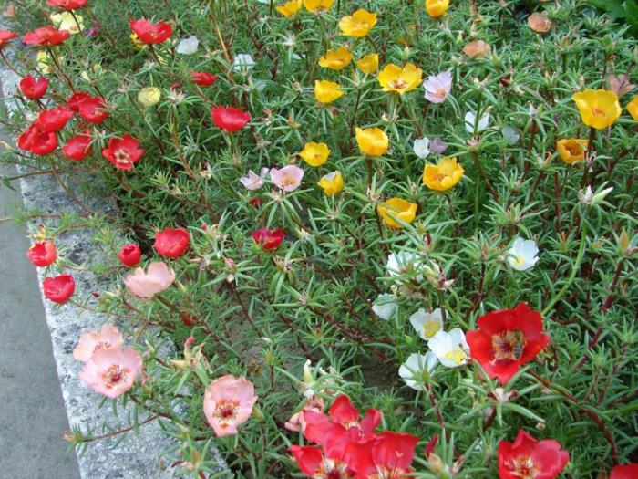 ομορφαίνω κήπο καλοκαιρινά λουλούδια ομορφαίνω φυτά κήπου γκρίζα