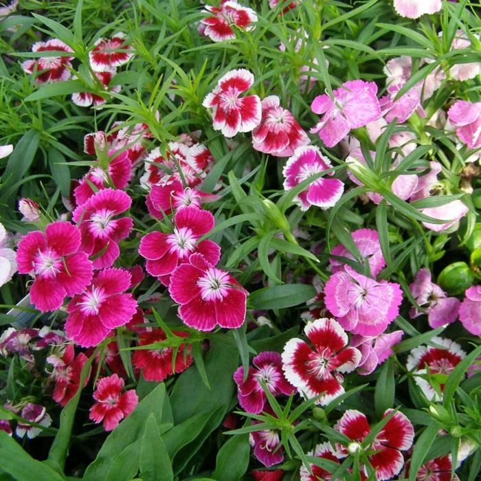 καλοκαιρινά λουλούδια κήπος σχεδιασμός γαρίφαλα χρωματισμένα