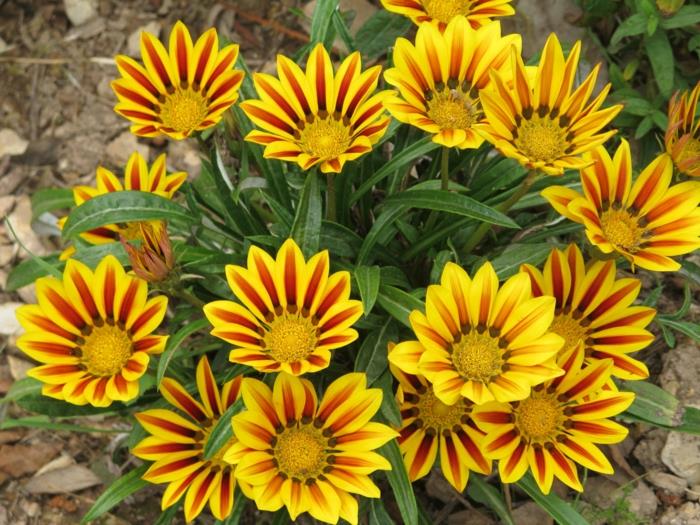 καλοκαιρινά λουλούδια κίτρινα φυτά κήπου γαζάνια