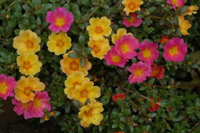 κήπος ομορφύνουν τα καλοκαιρινά λουλούδια πορσελάνι ροζ κίτρινα φυτά κήπου
