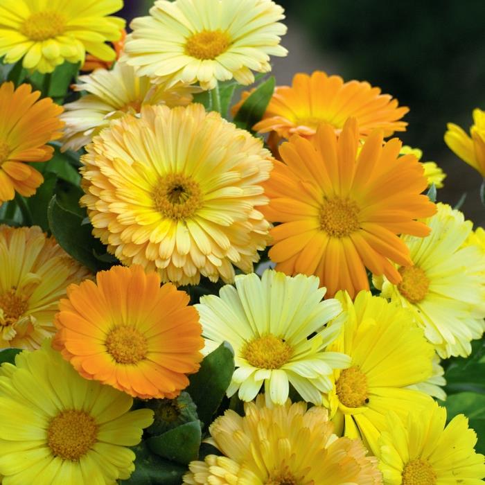 καλοκαιρινά λουλούδια κατιφέδες κίτρινες αποχρώσεις σχεδιασμός κήπου