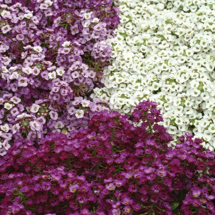 ομορφύνουν τον κήπο καλοκαιρινά λουλούδια πέτρινα βότανα μοβ λευκά φυτά κήπου