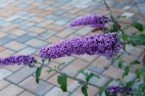 Buddleia ταχέως αναπτυσσόμενοι θάμνοι