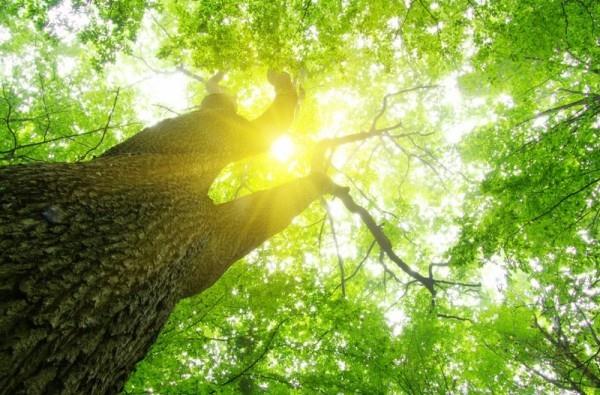 ήλιος μέσα από τα δέντρα τιμολόγιο ηλεκτρικής ενέργειας