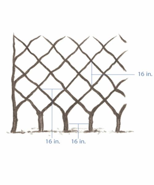 espalier κατασκευή δέντρων μοτίβο διαμάντι σχέδιο