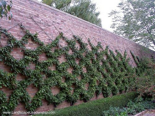 espalier διαμαντένιο μοτίβο τοίχου ψηλά πανέμορφο