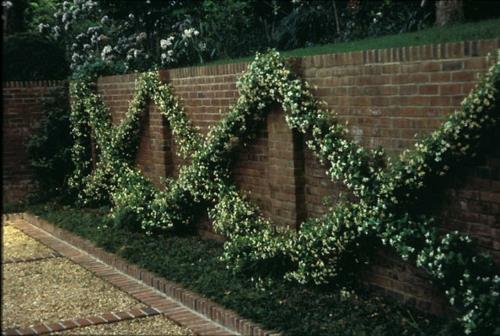 espalier διαμάντι μοτίβο τοίχου φυτά deco