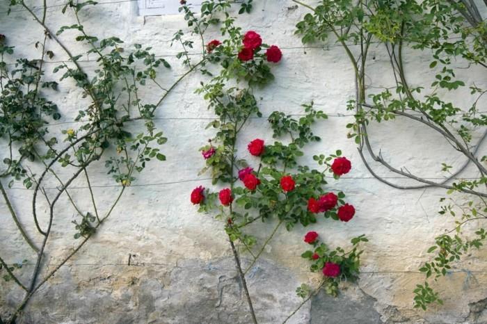 Trellis στον κήπο για τα όμορφα αναρριχώμενα τριαντάφυλλα