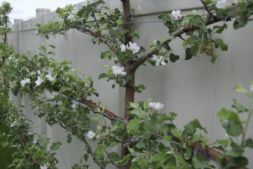 φράχτης τοίχου espalier obsta δέντρο μήλου μπουμπούκι