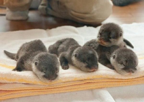 χαριτωμένες εικόνες ζώων μωρό βίδρα τέσσερα μωρά ζώα