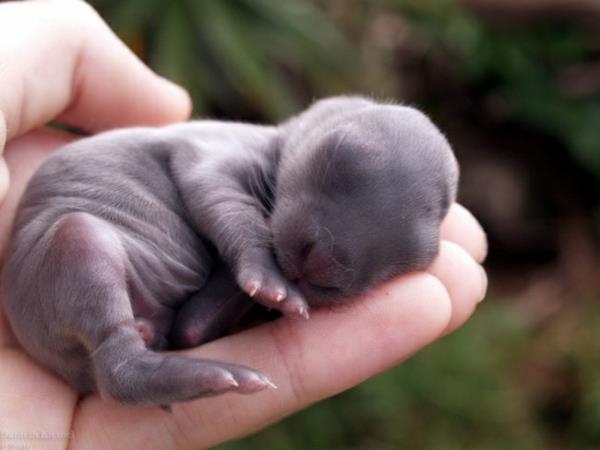 χαριτωμένες εικόνες ζώων μωρά κουνέλια μωρά ζώα