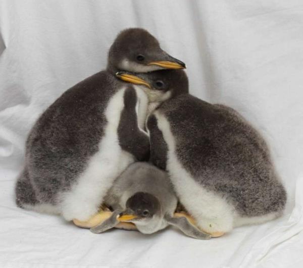 χαριτωμένες εικόνες ζώων μωρό πιγκουίνος μωρά ζώα