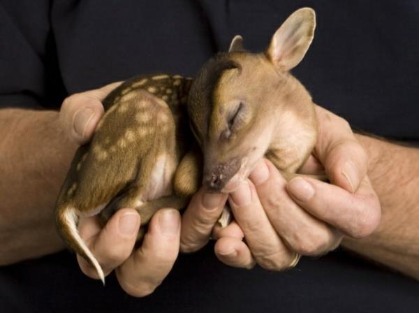 χαριτωμένες εικόνες ζώων μωρά ελάφια μωρά ζώα