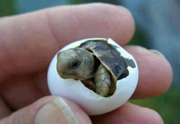 χαριτωμένες εικόνες ζώων μωρό χελώνα μωρά ζώα