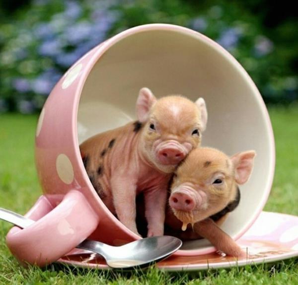 χαριτωμένες εικόνες ζώων μωρό φανταχτερό γουρούνι μωρό ζώο