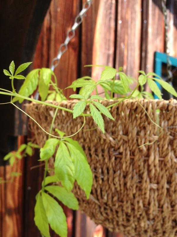 ισχυρό ζεστό φυτό jiaogulan βότανο της αθανασίας