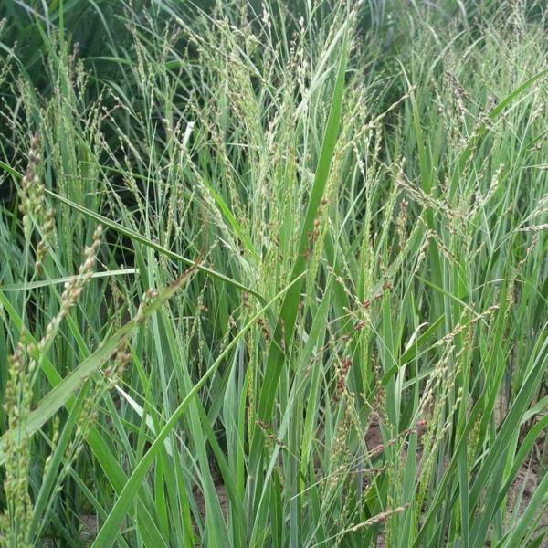 θάμνος της χρονιάς panicum virgatum switchgrass
