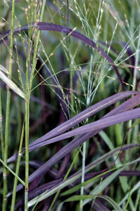 θάμνος διακοσμητικό χόρτο switchgrass