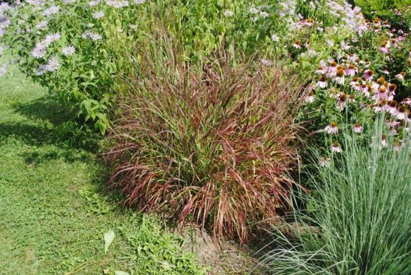 Πολυετής κήπος switchgrass panicum virgatum Δημιουργήστε έναν φυσικό κήπο