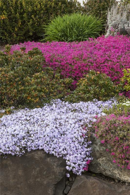 Βραχώδη φυτά κήπου Carpet phlox ως έμφαση στον σύγχρονο κήπο