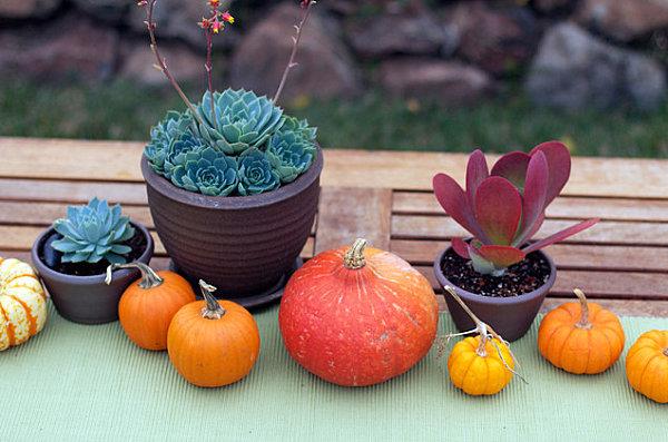 κομψές ιδέες διακόσμησης μίνι κολοκύθες sempervivum