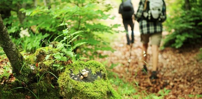 μειώστε το άγχος κάνοντας μια βόλτα στο δάσος
