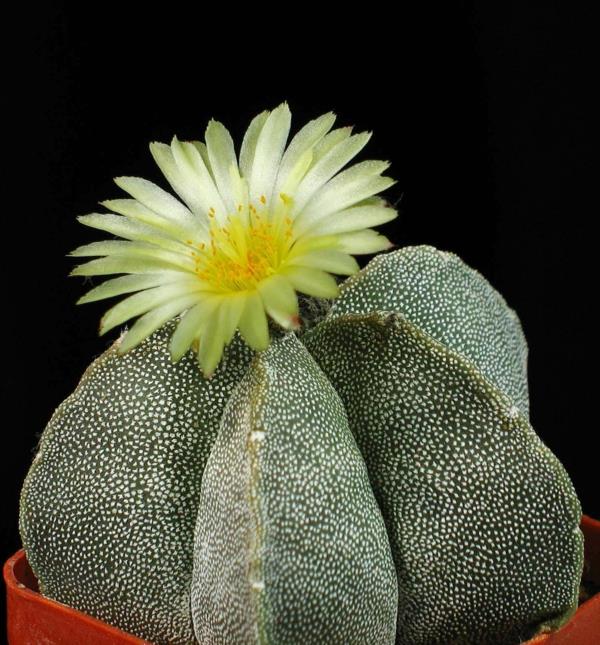 χυμώδες Astrophytum myriostigma όμορφες ιδέες διακόσμησης
