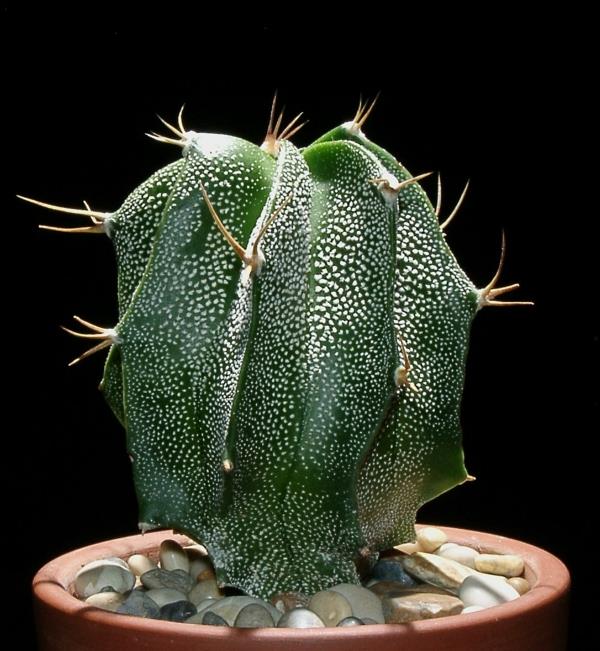 χυμώδη φυτά κήπου Astrophytum ornatum