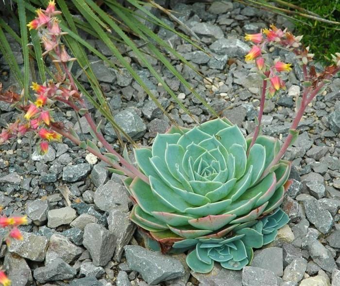 αναπαραγωγή χυμώδους echeveria στον κήπο n