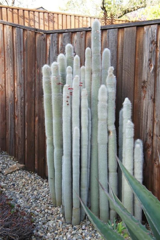 Παχύφυτα είδη Cleistocactus backyard design