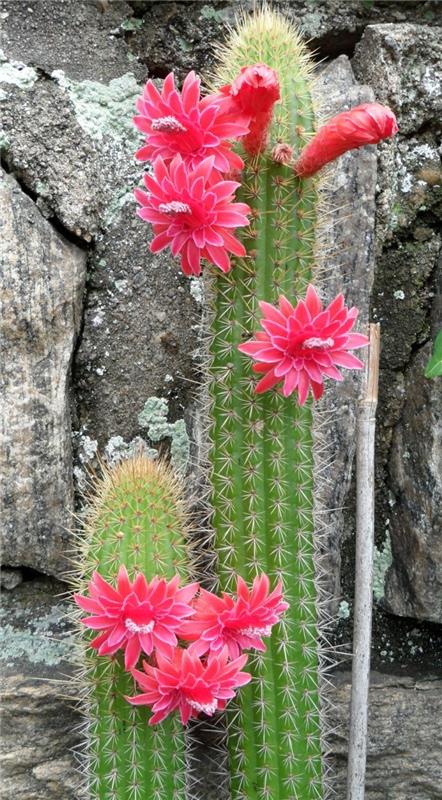 χυμώδη είδη Cleistocactus όμορφοι κάκτοι