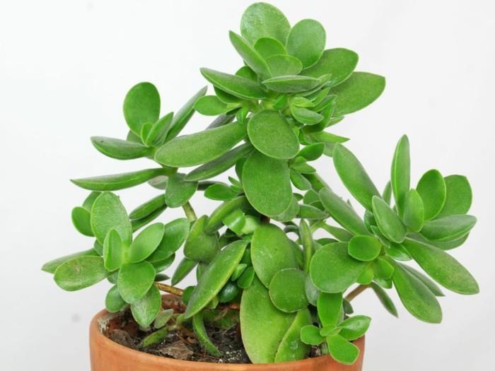 χυμώδη είδη Crassula ovata φυτά διακόσμηση διαμερίσματα φυτά σπιτιών