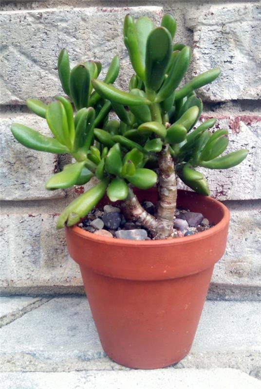 Χυμώδη είδη Διακοσμήσεις γλάστρας Crassula