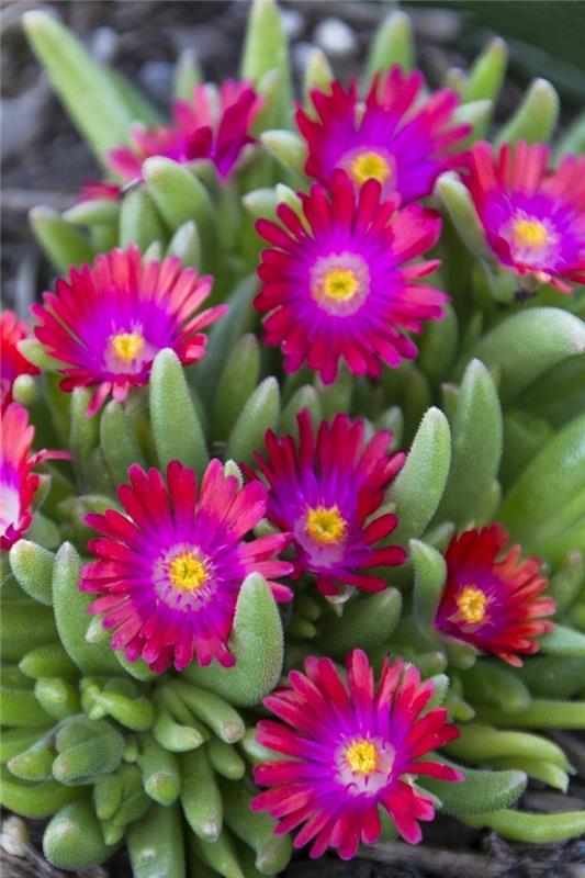 χυμώδη είδη Delosperma cooperi όμορφο λουλούδι