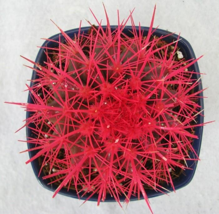 χυμώδη είδη Echinocactus ασυνήθιστο χρώμα