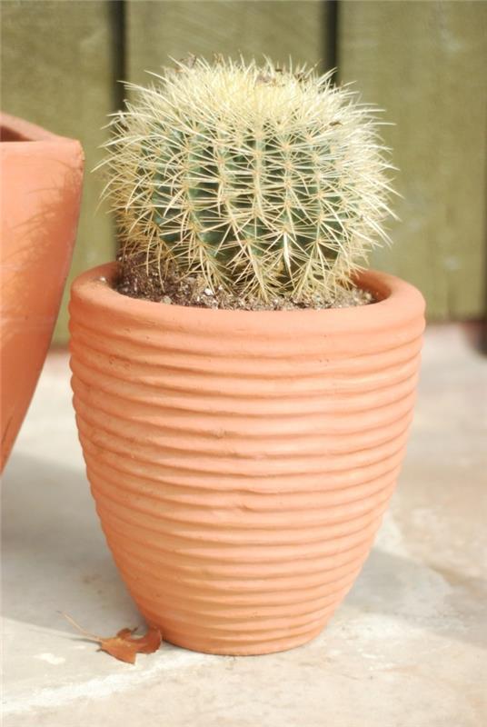 χυμώδη είδη Echinocactus δοχείο φυτών