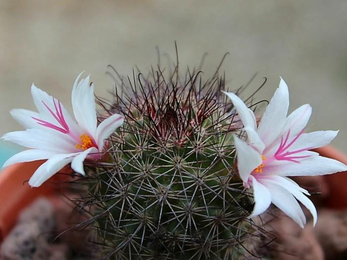 χυμώδη είδη Άνθη Mammillaria fraileana