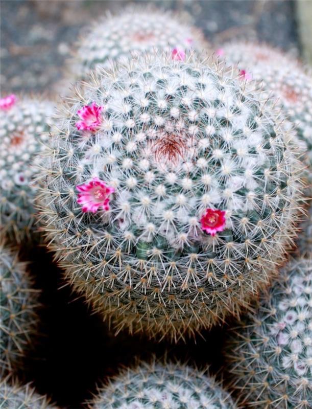 χυμώδη είδη κάκτοι Mammillaria