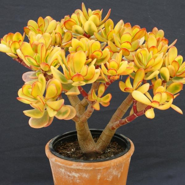 χυμώδης crassula ovata φυτό δοχείο κήπου φυτά