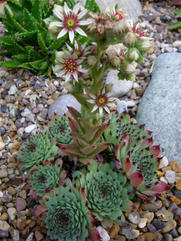 χυμώδη είδη διακόσμησης houseleek Sempervivum calcareum