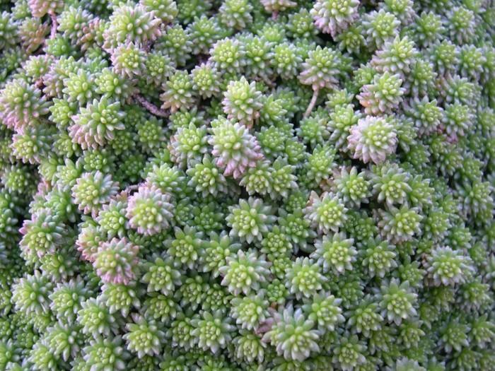 χυμώδη είδη διακόσμησης Sedum