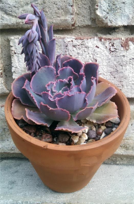 χυμώδης διακόσμηση γένος Echeveria