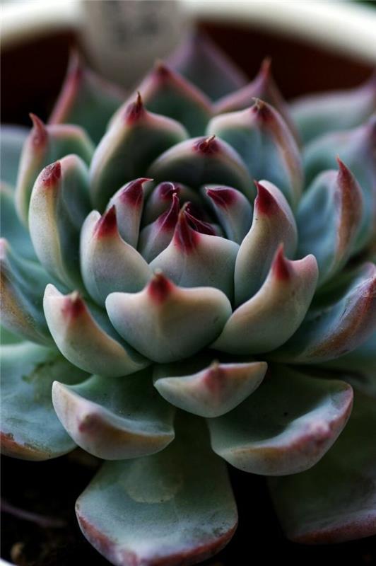 χυμώδεις ιδέες διακόσμησης τύποι Echeveria