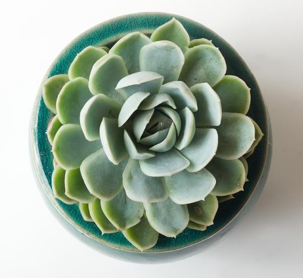 χυμώδης echeveria φυτά κήπου όμορφες ιδέες διακόσμησης