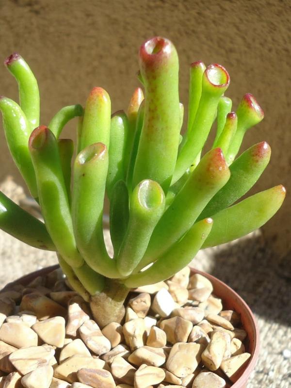 χυμώδη φυτά κήπου Crassula ovata 'Gollum'