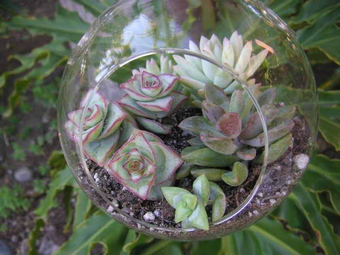 παχύφυτα στο ποτήρι κρεμούν ιδέες για terrarium