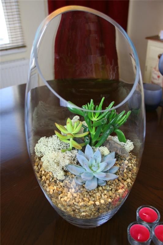 παχύφυτα σε ένα ποτήρι βότσαλα όμορφα διακοσμητικά φυτά εσωτερικού χώρου