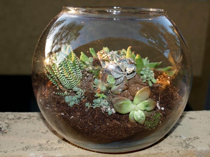 παχύφυτα στο γυαλί ιδέες terrarium ασυνήθιστο